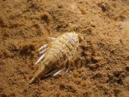 Attēlu rezultāti vaicājumam “Saduria entomon”