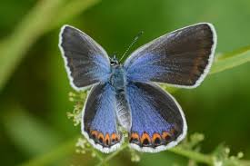 Attēlu rezultāti vaicājumam “Plebejus argyrognomon”