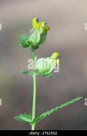 Attēlu rezultāti vaicājumam “Rhinanthus serotinus leaf”