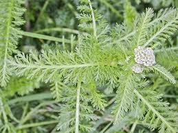 Attēlu rezultāti vaicājumam “Achillea millefolium bud”