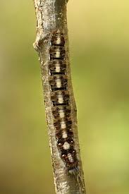 Attēlu rezultāti vaicājumam “Lasiocampa quercus larva”