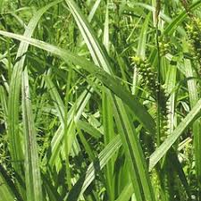 Attēlu rezultāti vaicājumam “Trichia scabra sessile”