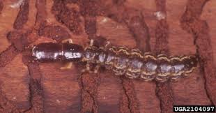Attēlu rezultāti vaicājumam “Raphidia larva”