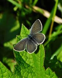 Attēlu rezultāti vaicājumam “Cupido minimus female”