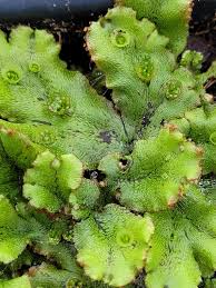 Image result for Marchantia polymorpha