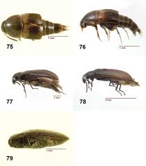 Attēlu rezultāti vaicājumam “Sepedophilus sp.”