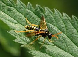 Attēlu rezultāti vaicājumam “Tenthredo scrophulariae”