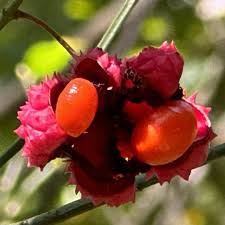 Attēlu rezultāti vaicājumam “Euonymus fruit”
