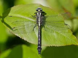 Attēlu rezultāti vaicājumam “Gomphidae”