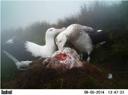 Image result for albatross dead chick
