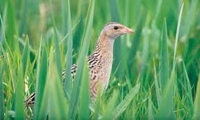 Image result for Crex crex