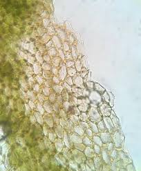 Attēlu rezultāti vaicājumam “Reboulia hemisphaerica”