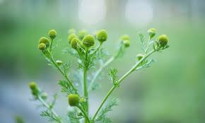 Attēlu rezultāti vaicājumam “Matricaria discoidea leaf”