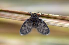 Attēlu rezultāti vaicājumam “Psychodidae”