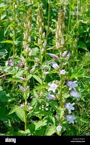 Attēlu rezultāti vaicājumam “Campanula trachelium bud”