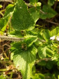 Image result for Ageratum conyzoides