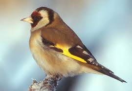 Attēlu rezultāti vaicājumam “Carduelis carduelis”