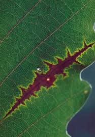 Attēlu rezultāti vaicājumam “Oenothera rubricauli leaf”