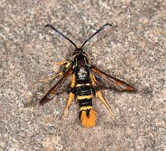 Attēlu rezultāti vaicājumam “Aphodius subterraneus imago”
