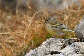 Image result for Carduelis citrinella