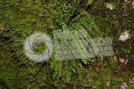 Attēlu rezultāti vaicājumam “Asplenium viride”