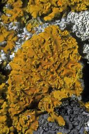 Attēlu rezultāti vaicājumam “Xanthoria fulva”