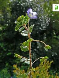 Attēlu rezultāti vaicājumam “Veronica persica flower”