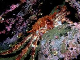 Image result for Lithodes maja