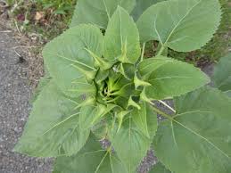 Attēlu rezultāti vaicājumam “Helianthus annuus fruit”