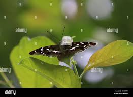 Attēlu rezultāti vaicājumam “Apatura iris male”