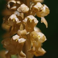 Attēlu rezultāti vaicājumam “Neottia nidus-avis”