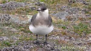 Attēlu rezultāti vaicājumam “Stercorarius parasiticus”