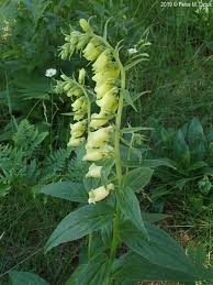 Image result for Digitalis grandiflora