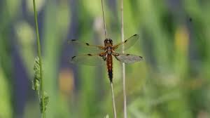 Attēlu rezultāti vaicājumam “Libellula quadrimaculata larva”