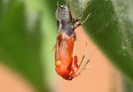 Attēlu rezultāti vaicājumam “Deraeocoris ruber imago”