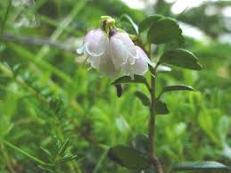 Attēlu rezultāti vaicājumam “Vaccinium vitis-idaea flower”