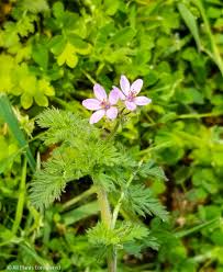 Attēlu rezultāti vaicājumam “Erodium cicutarium”