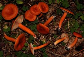 Attēlu rezultāti vaicājumam “Hapalopilus aurantiacus”