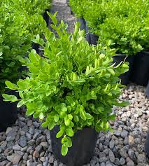 Attēlu rezultāti vaicājumam “Buxus sempervirens”