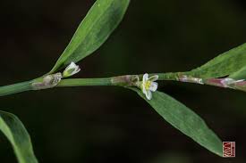 Attēlu rezultāti vaicājumam “Polygonum aviculare flower”