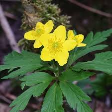 Attēlu rezultāti vaicājumam “Anemone ranunculoides bud”