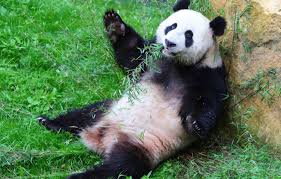 Résultat de recherche d'images pour "pandas"