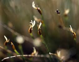 Attēlu rezultāti vaicājumam “Trichophorum cespitosum fruit”