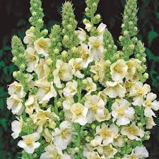Attēlu rezultāti vaicājumam “Verbascum”
