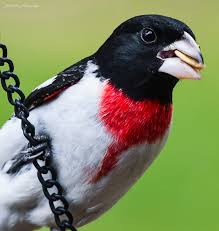 Image result for Pheucticus ludovicianus