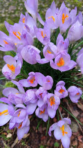 Attēlu rezultāti vaicājumam “Crocus tommasinianus flower”