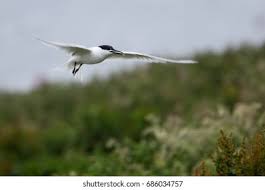 Attēlu rezultāti vaicājumam “Sterna sandvicensis adult”