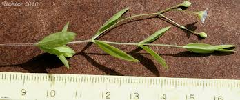 Attēlu rezultāti vaicājumam “Arenaria procera leaf”