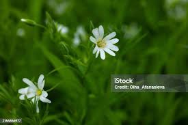 Attēlu rezultāti vaicājumam “Stellaria nemorum flower”