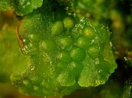 Attēlu rezultāti vaicājumam “Phaeoceros laevis subsp. carolinianus”